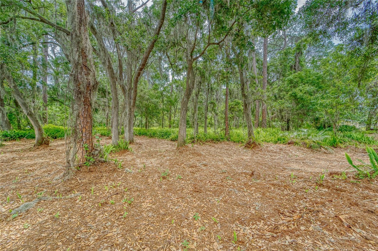 TURKEY CREEK, PLANT CITY, FL — photo 24