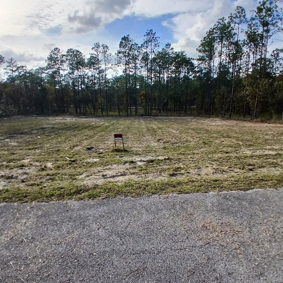 NARCISSUS, DUNNELLON, FL — photo 5