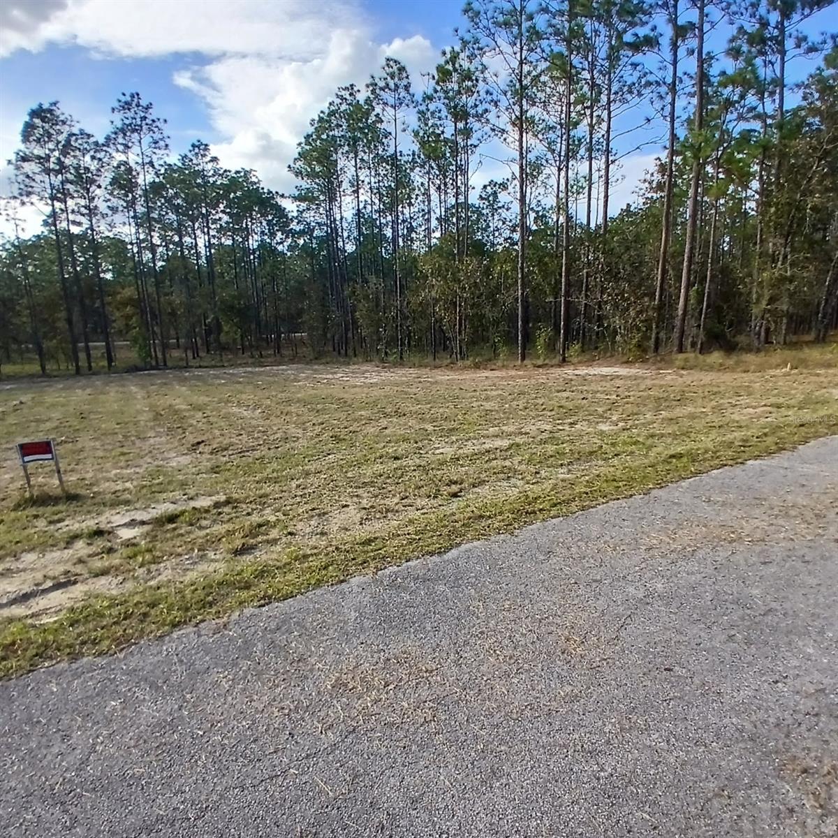 NARCISSUS, DUNNELLON, FL — photo 7