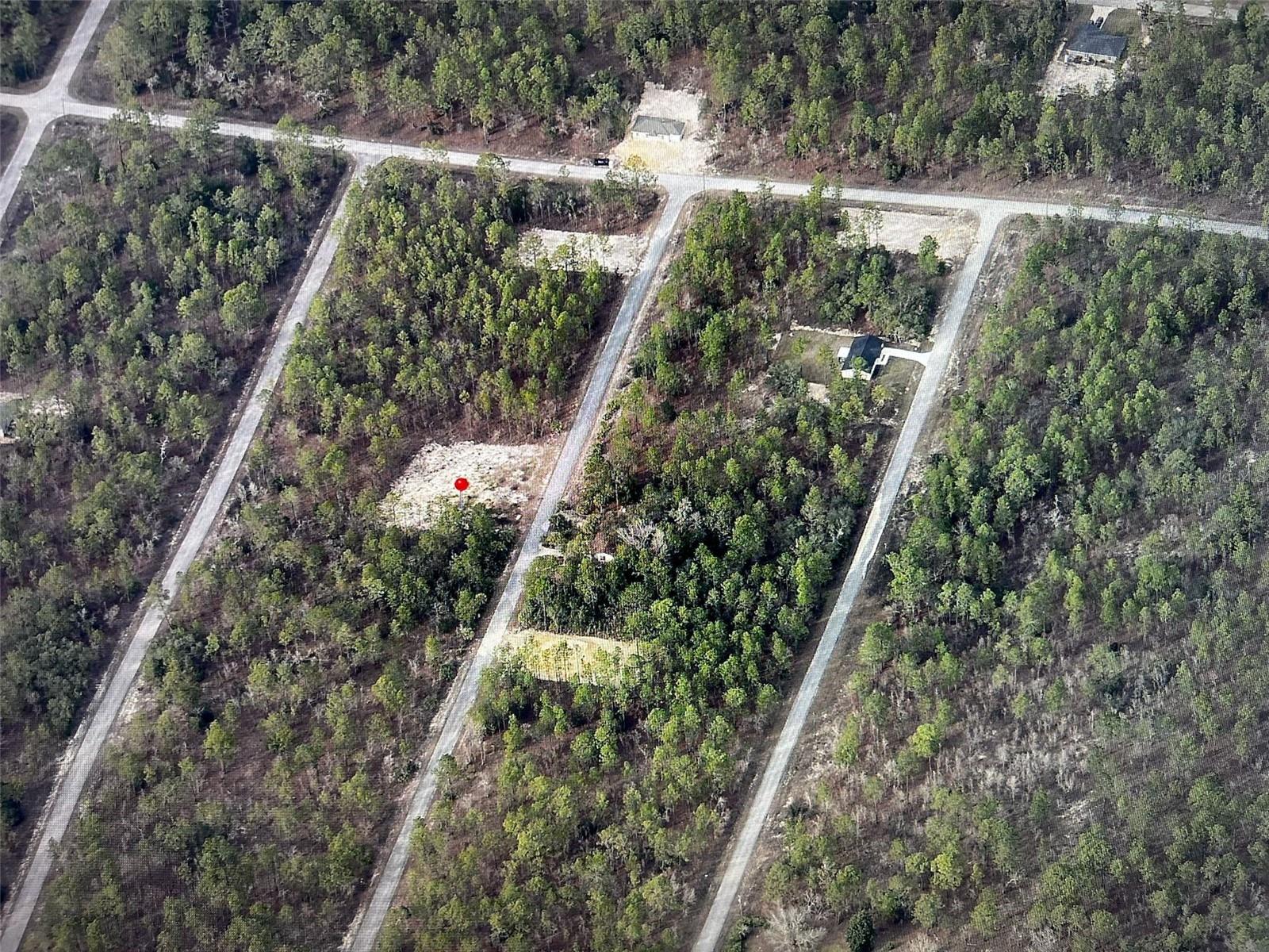 NARCISSUS, DUNNELLON, FL — photo 4