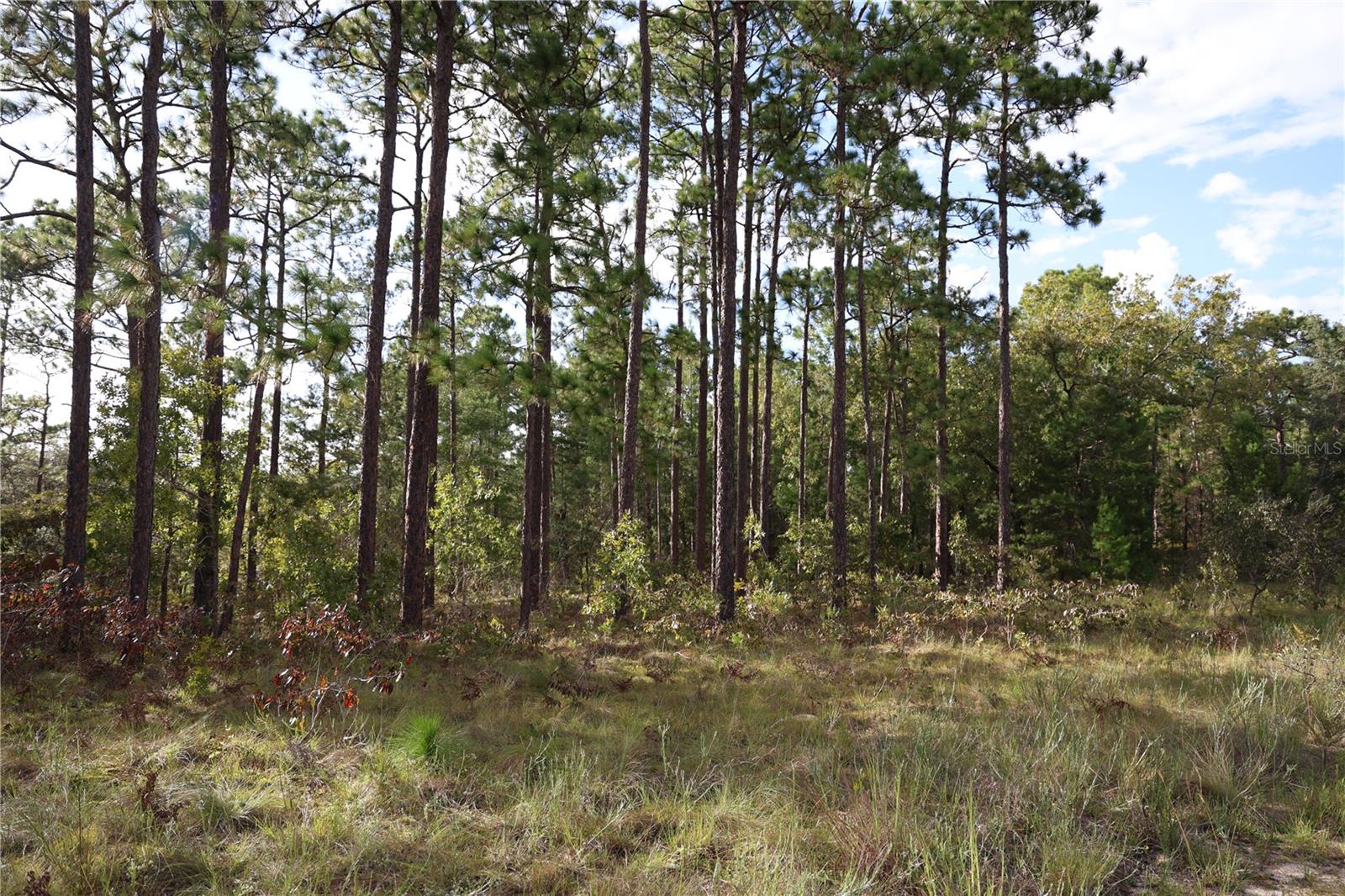 403 MELROSE LANDING, HAWTHORNE, FL — photo 5