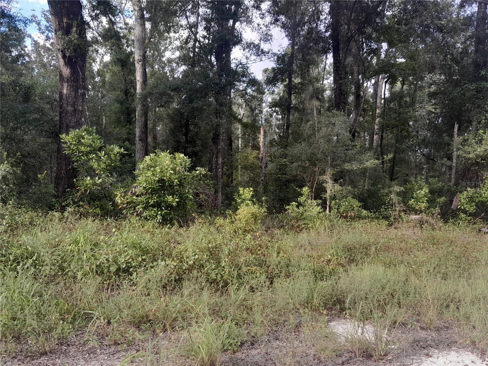 TBD NE 292ND AVE, OLD TOWN, FL — photo 2