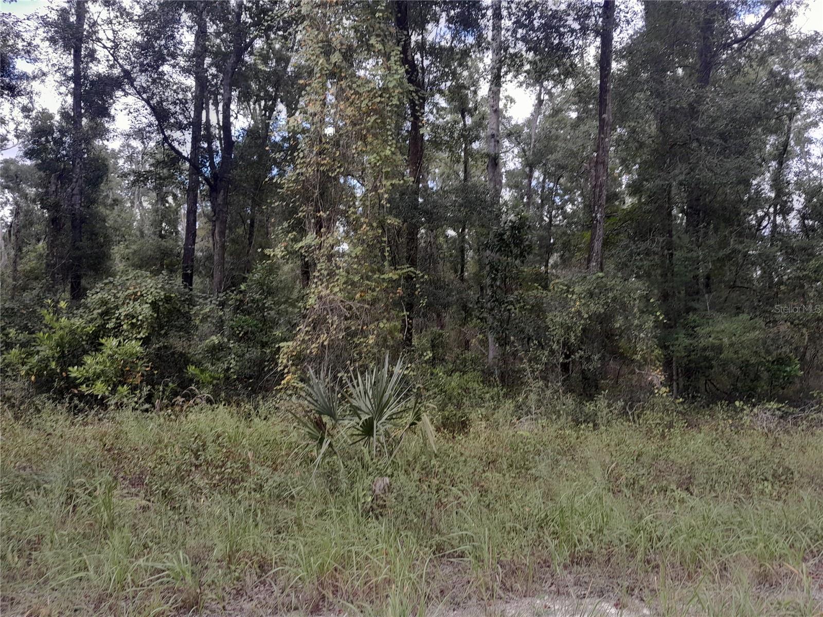 TBD NE 292ND AVE, OLD TOWN, FL — photo 3