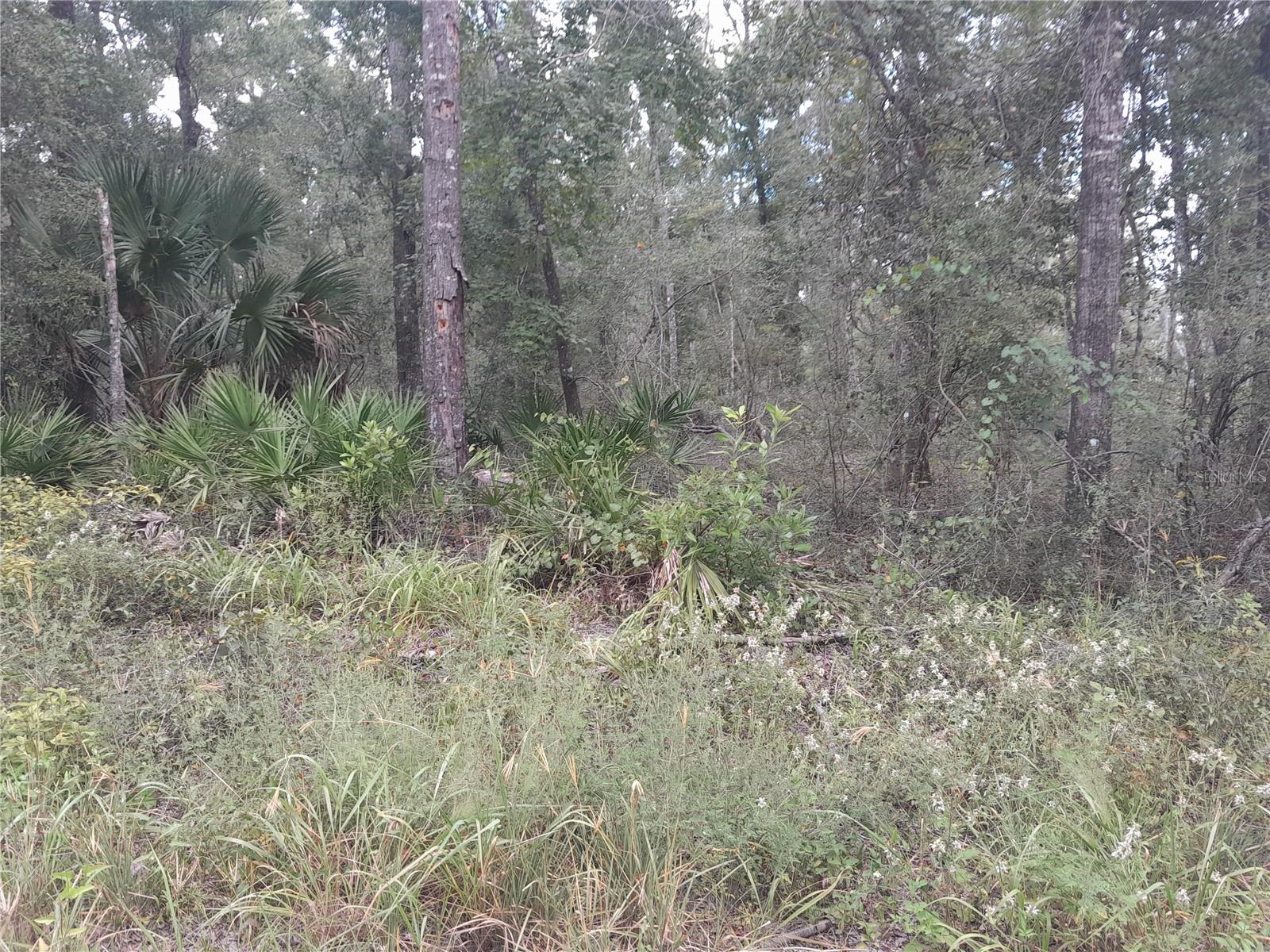 TBD NE 292ND AVE, OLD TOWN, FL — photo 4