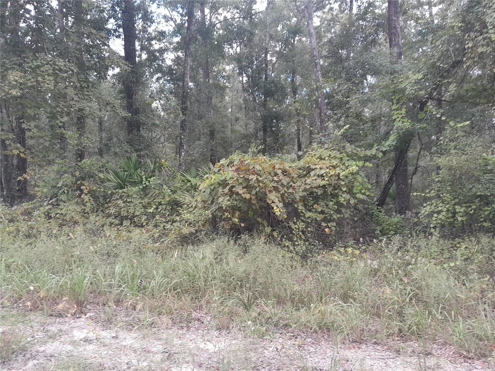 TBD NE 292ND AVE, OLD TOWN, FL — photo 5