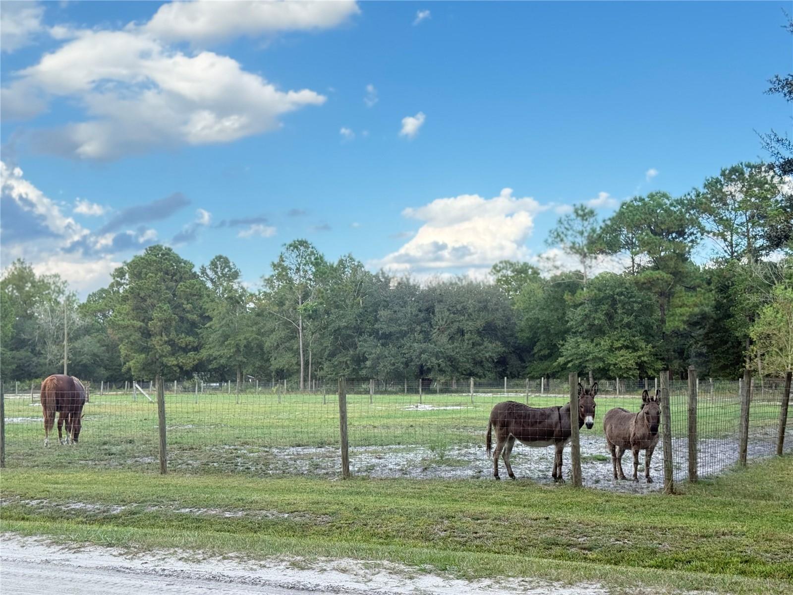 4334 LORI LOOP RD, KEYSTONE HEIGHTS, FL — photo 10