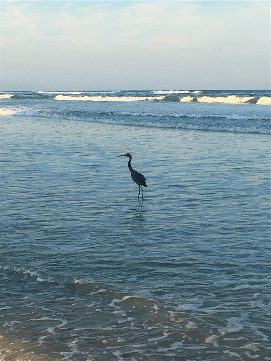 4453 S ATLANTIC AVE #208, PONCE INLET, FL — photo 8