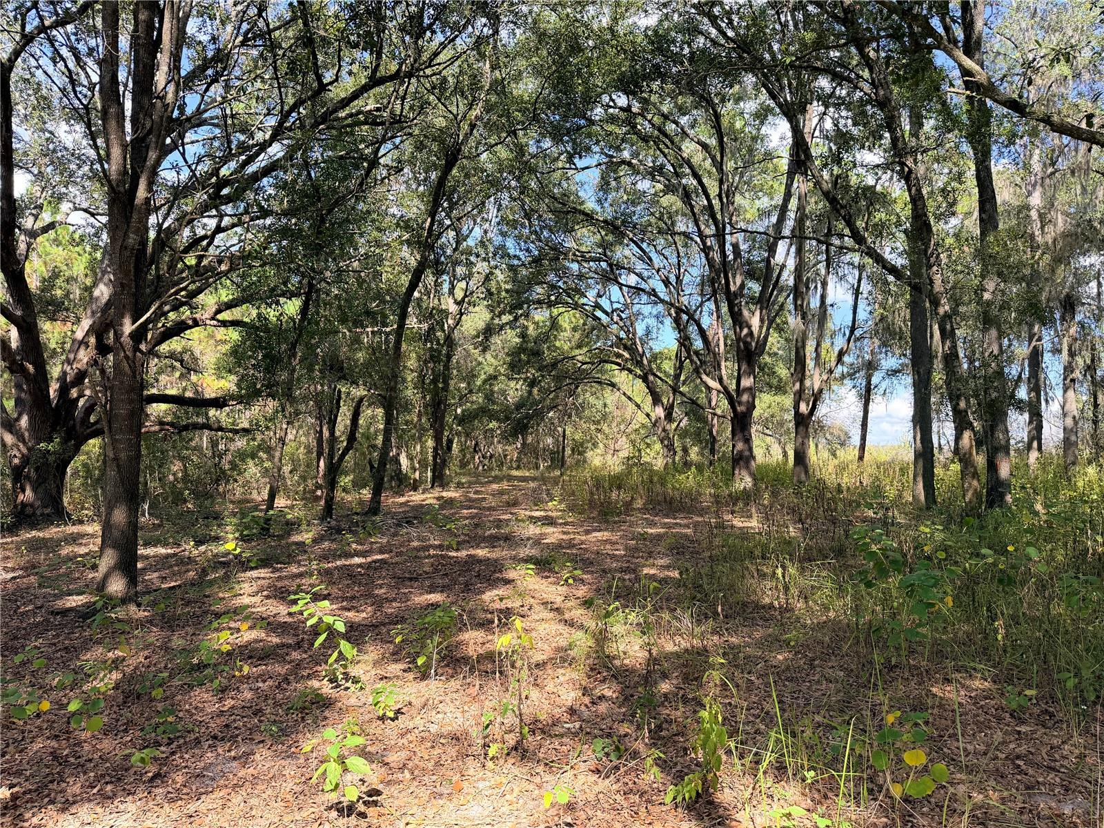 BONSMARA DR, GROVELAND, FL — photo 34