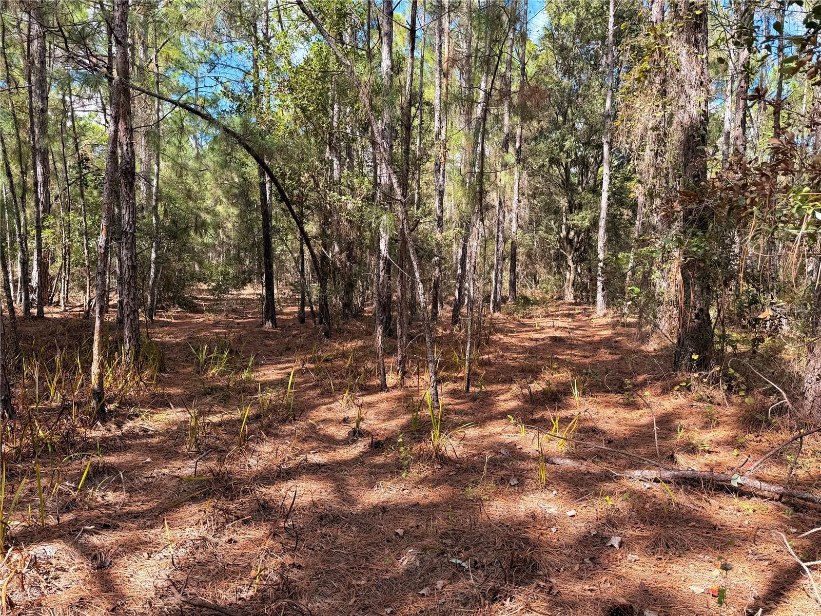 BONSMARA DR, GROVELAND, FL — photo 39
