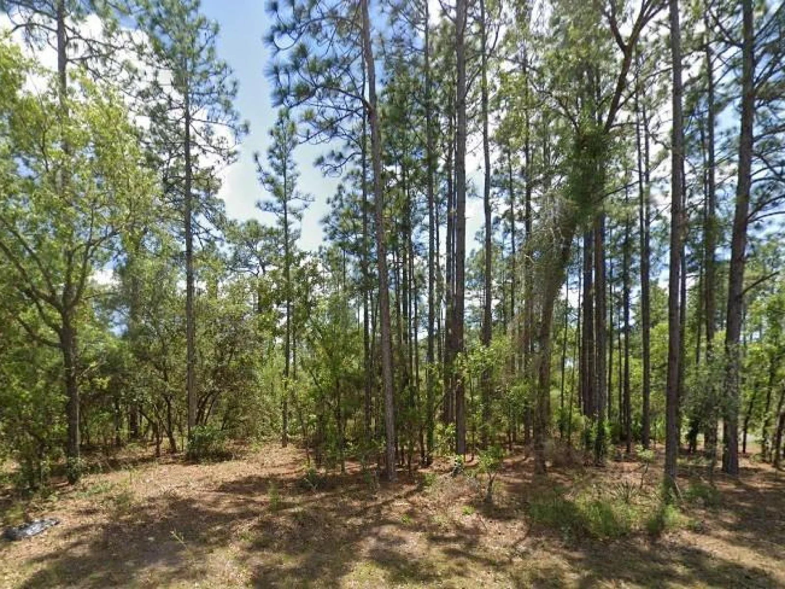 3662 W GALTONIA LN, CITRUS SPRINGS, FL — photo 3