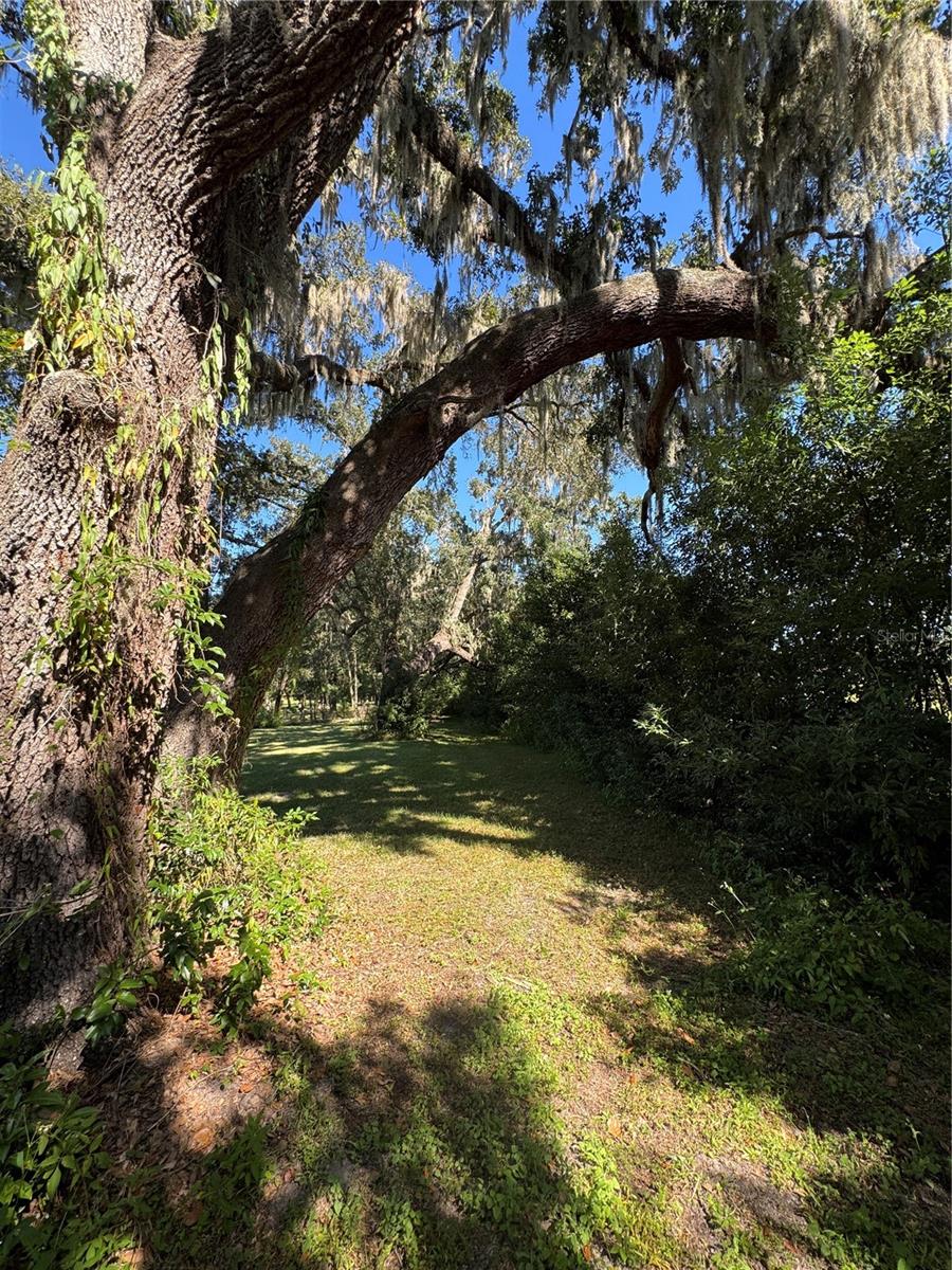 TBD NE 185 AVE, WILLISTON, FL — photo 14