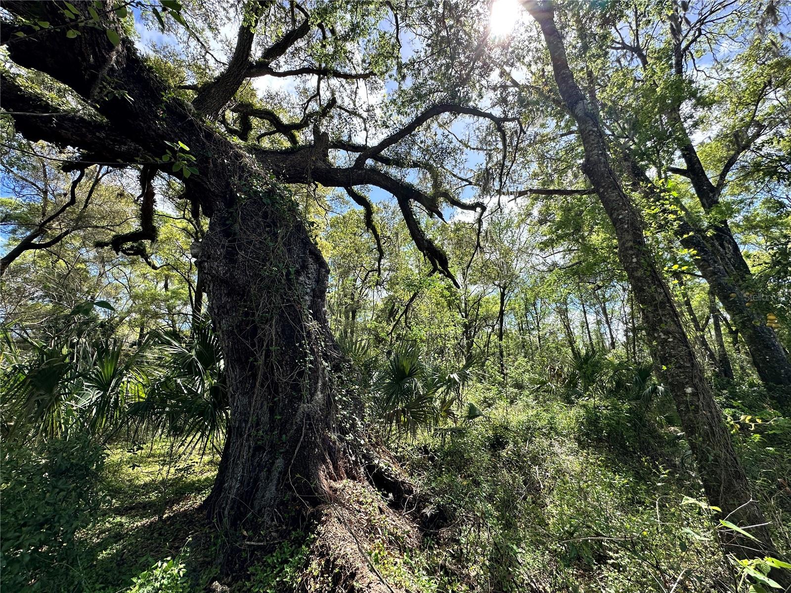 TBD SW 5TH LN, OCALA, FL — photo 4
