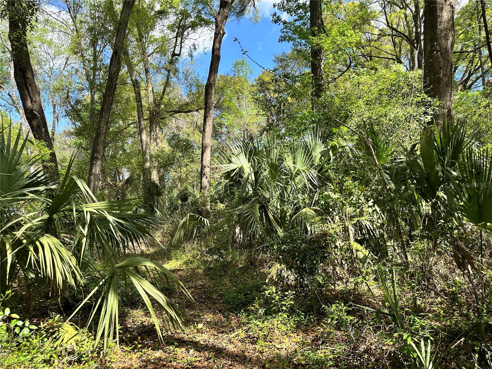 TBD SW 5TH LN, OCALA, FL — photo 6