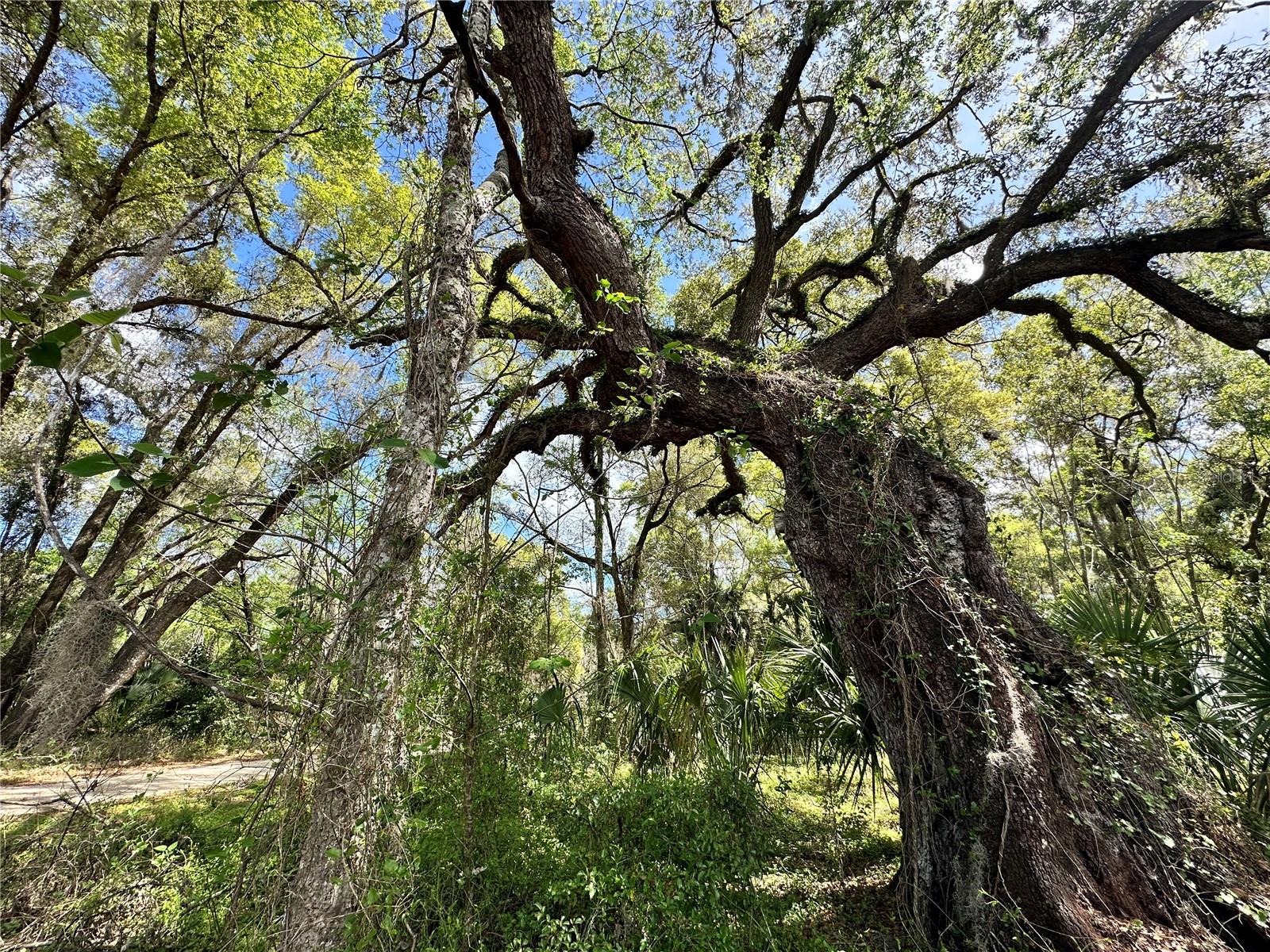 TBD SW 5TH LN, OCALA, FL — photo 12