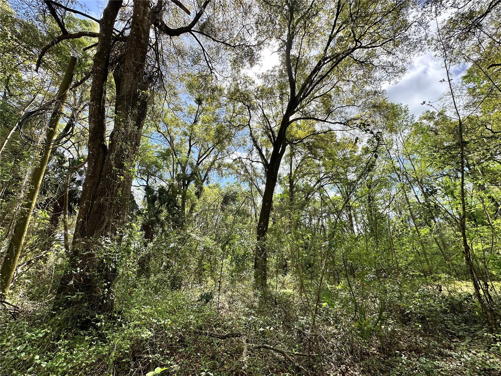 TBD SW 5TH LN, OCALA, FL — photo 14