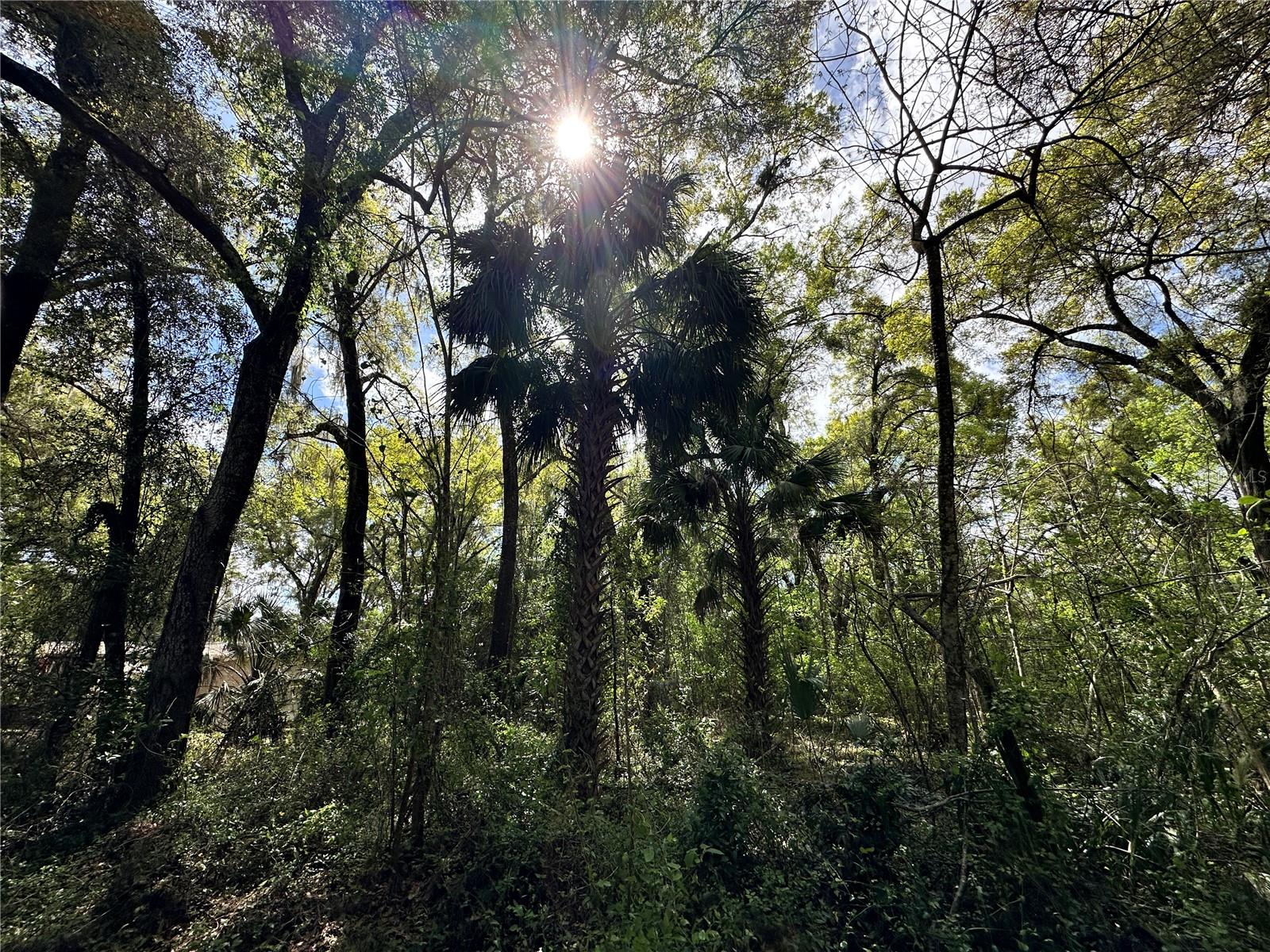 TBD SW 5TH LN, OCALA, FL — photo 15