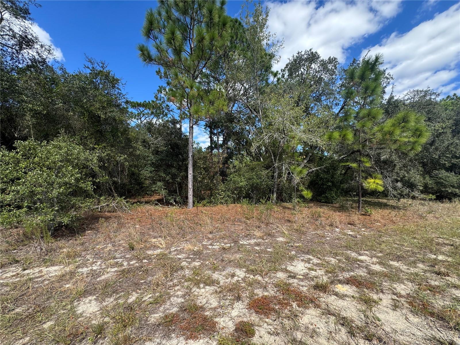 3341 W WILHELM ST, CITRUS SPRINGS, FL — photo 3