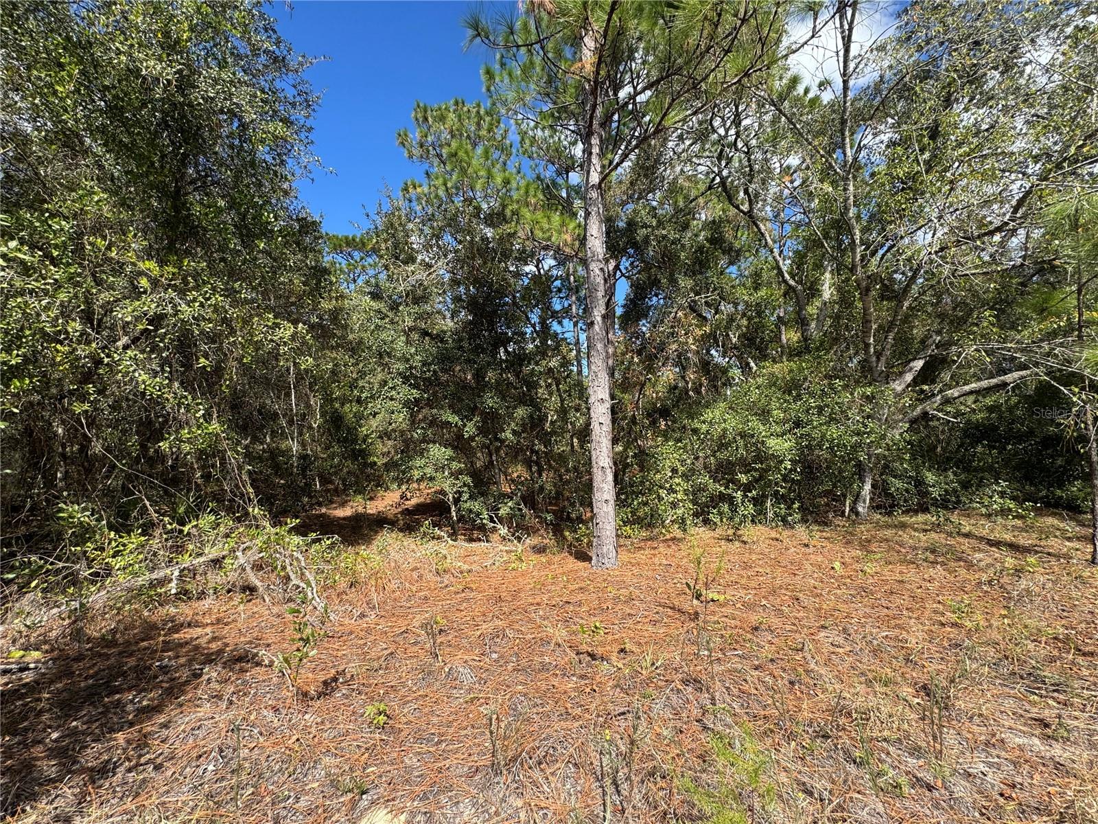 3341 W WILHELM ST, CITRUS SPRINGS, FL — photo 7