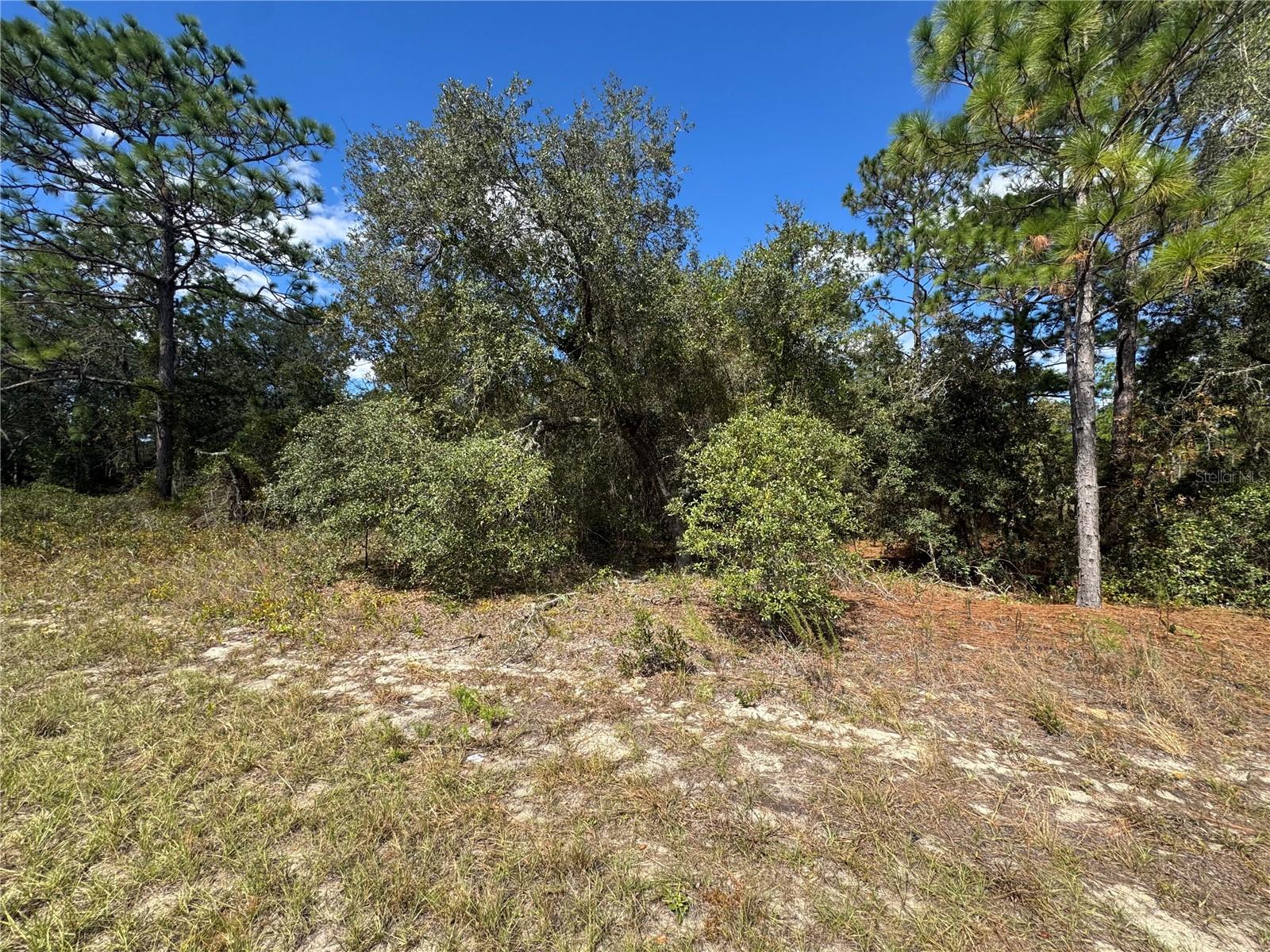 3341 W WILHELM ST, CITRUS SPRINGS, FL — photo 5