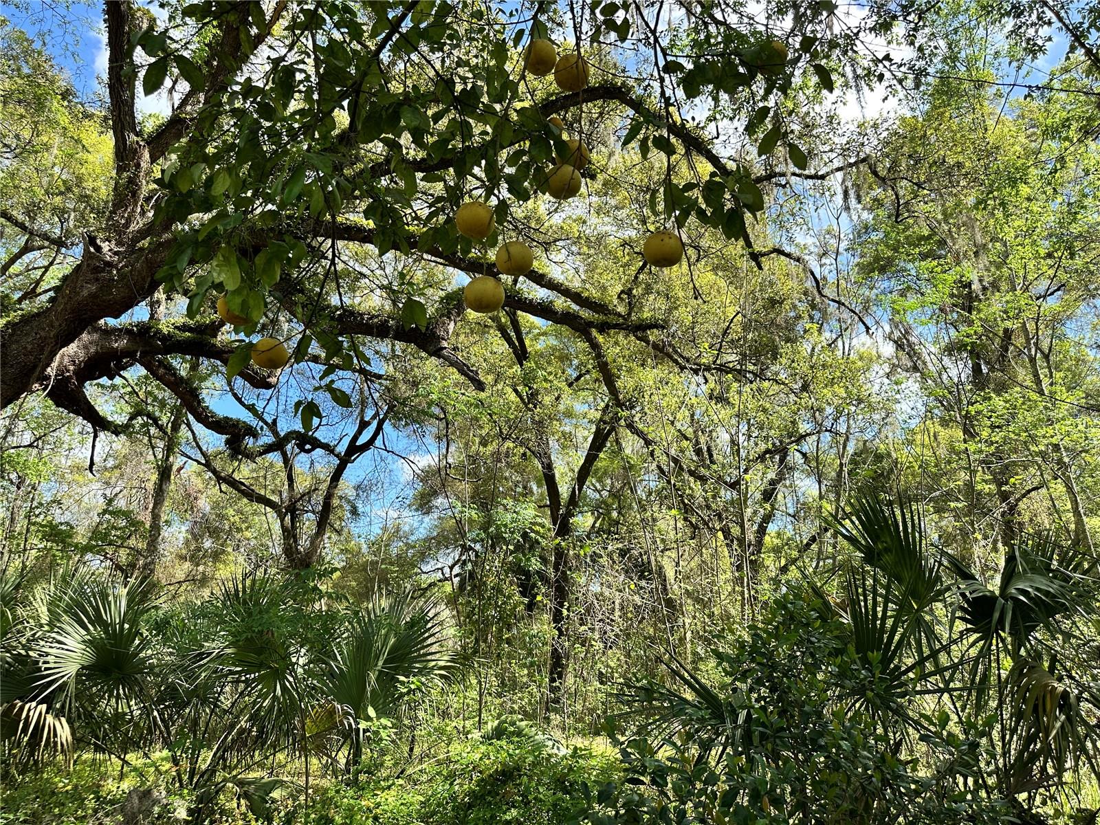 tbd SW 5TH LN, OCALA, FL — photo 11
