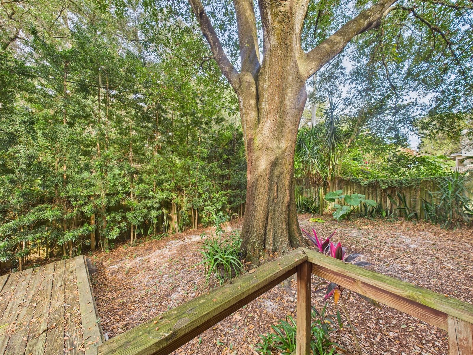 2013 DONNELLY PL, MOUNT DORA, FL — photo 60