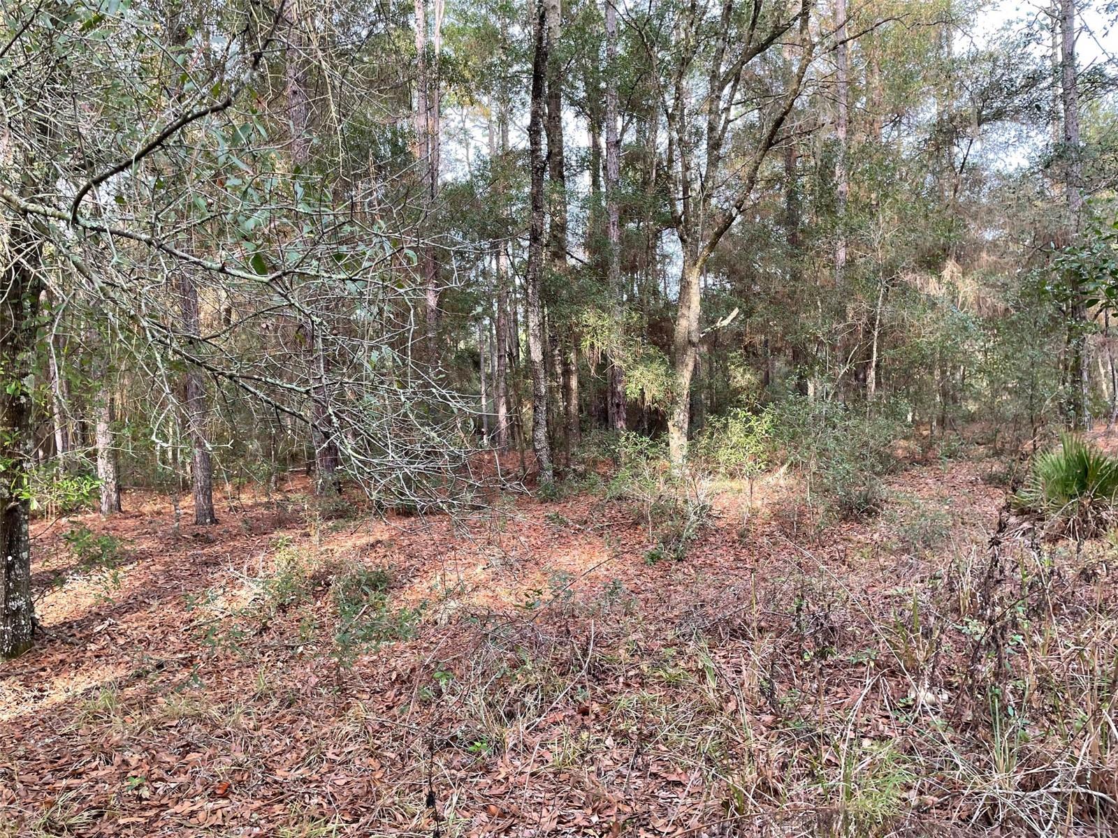 LOT 9 SW 152ND AVE, OCALA, FL — photo 2