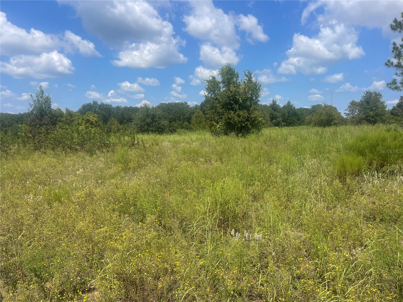 TBD KEENE RD, UMATILLA, FL — photo 5