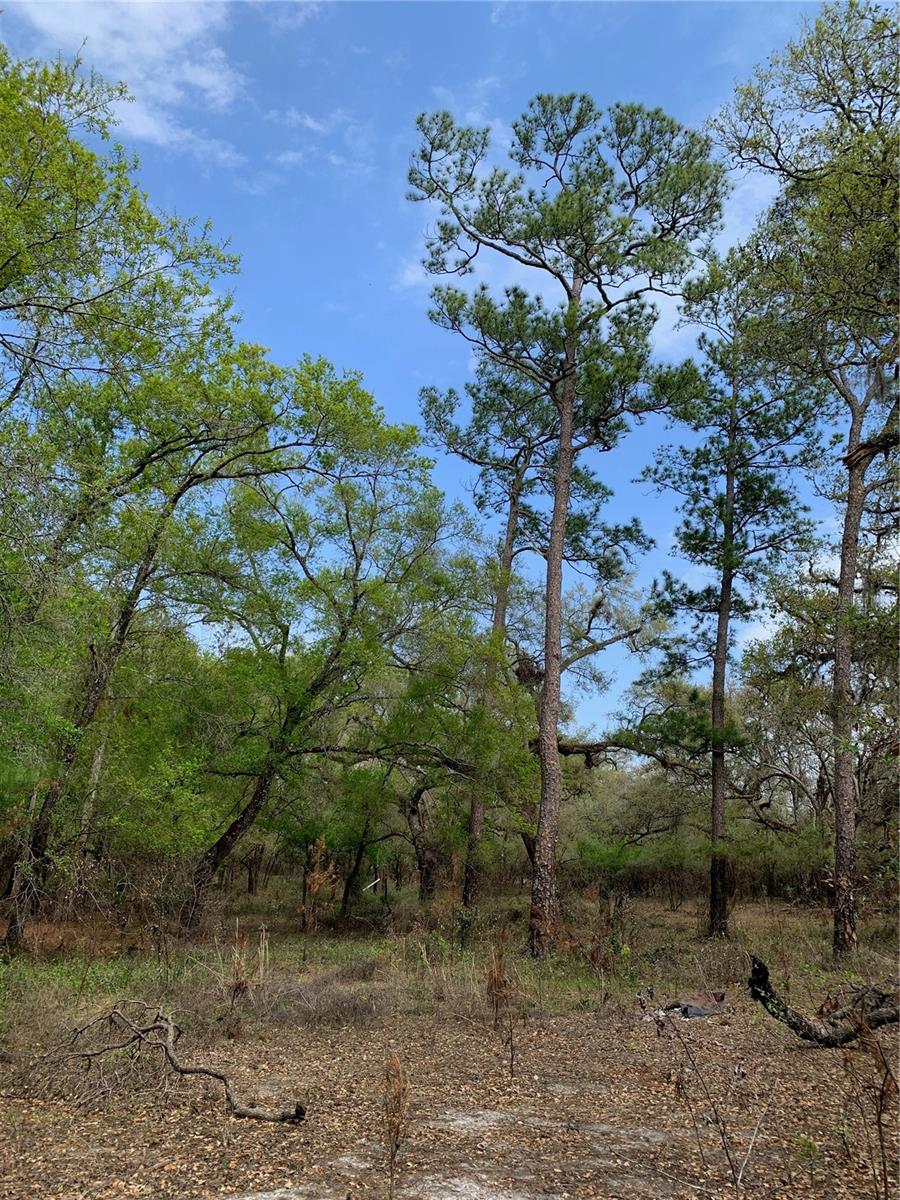 33074 RANCH RD, DADE CITY, FL — photo 4