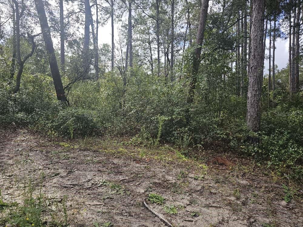 SE 92ND PL, OCKLAWAHA, FL — photo 2