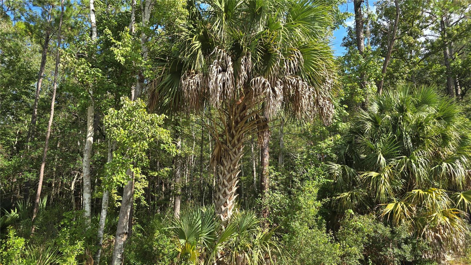 00 E HIGHWAY 316, FORT MC COY, FL — photo 6