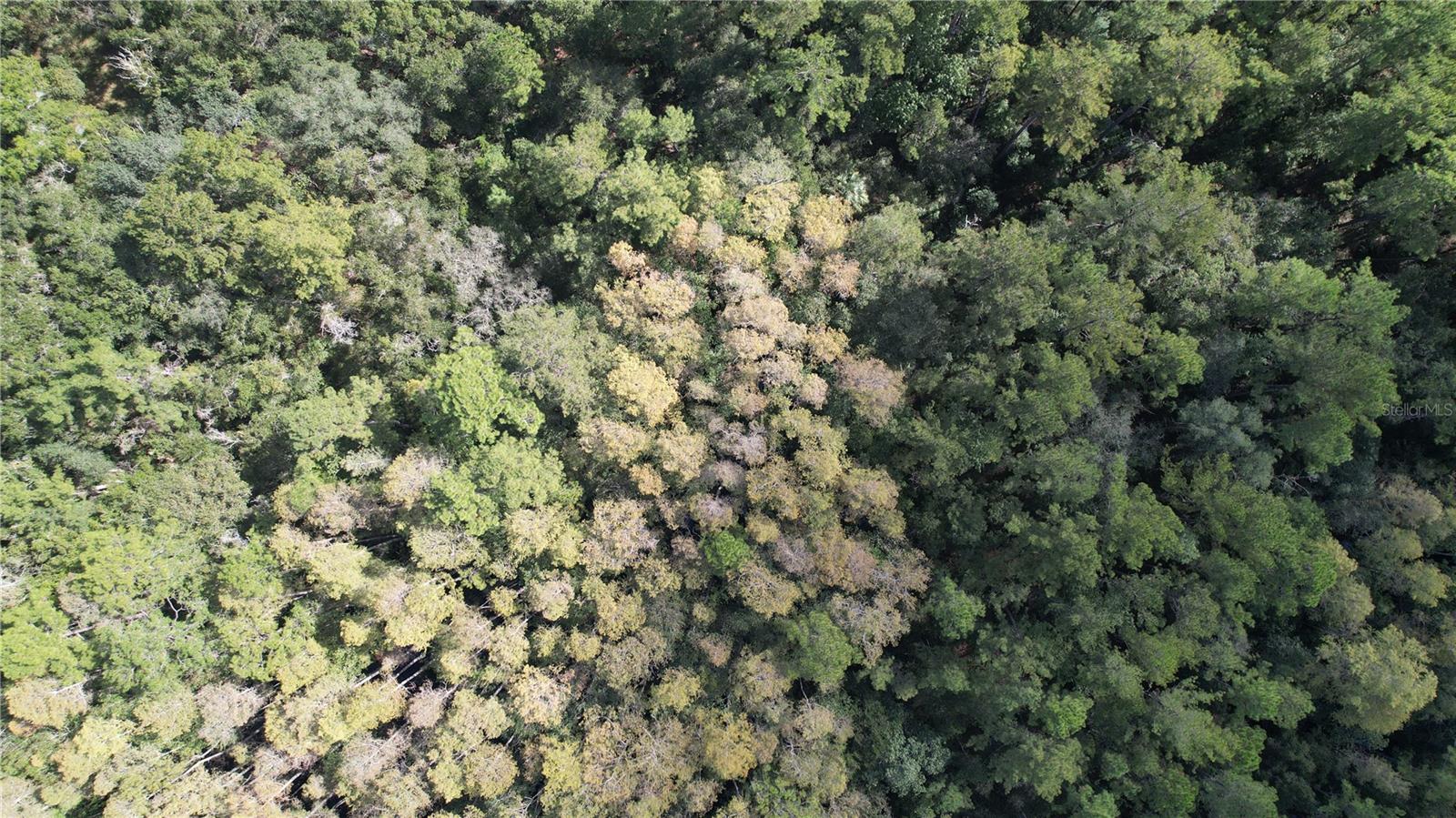 00 E HIGHWAY 316, FORT MC COY, FL — photo 10