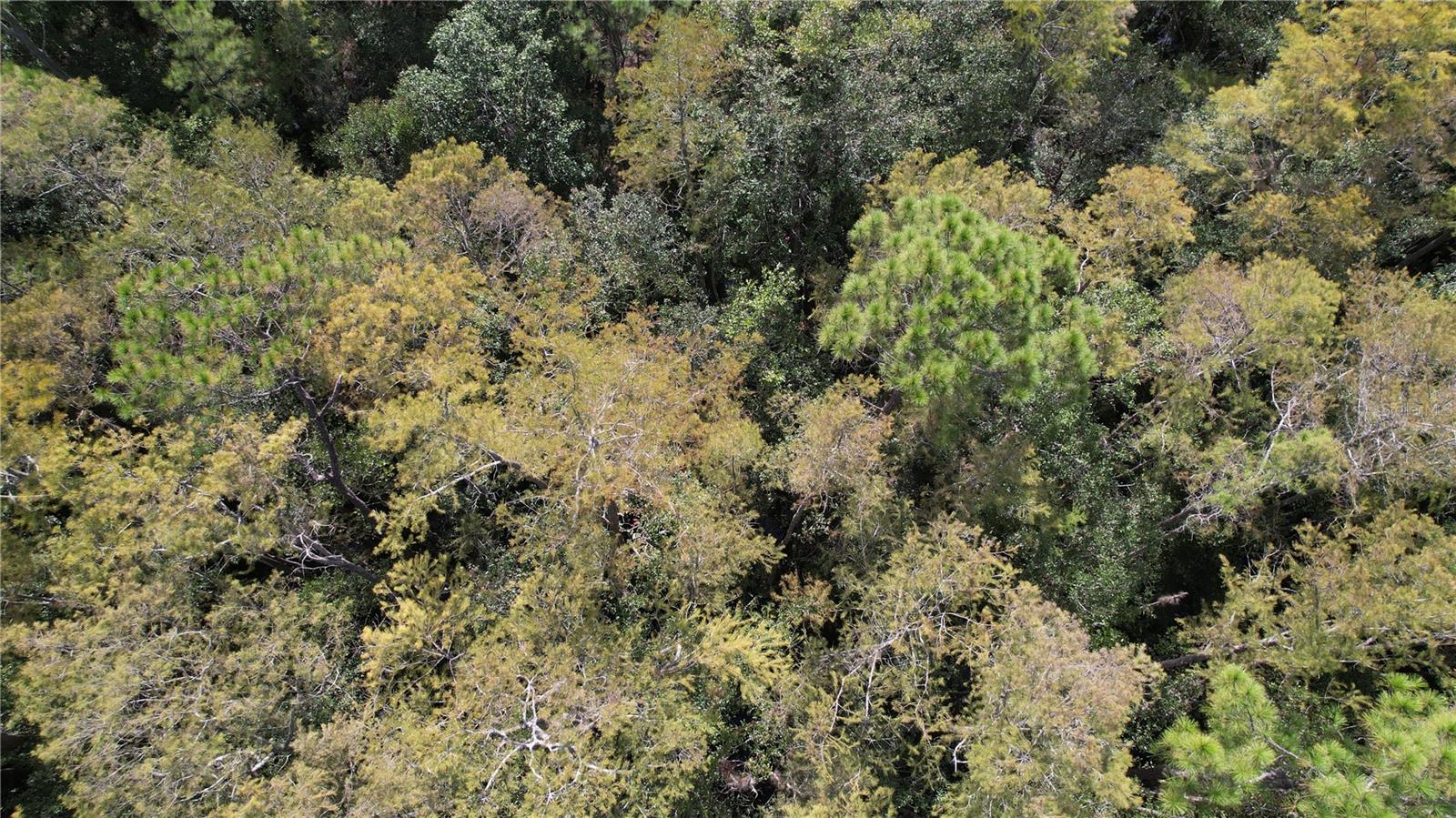 00 E HIGHWAY 316, FORT MC COY, FL — photo 13