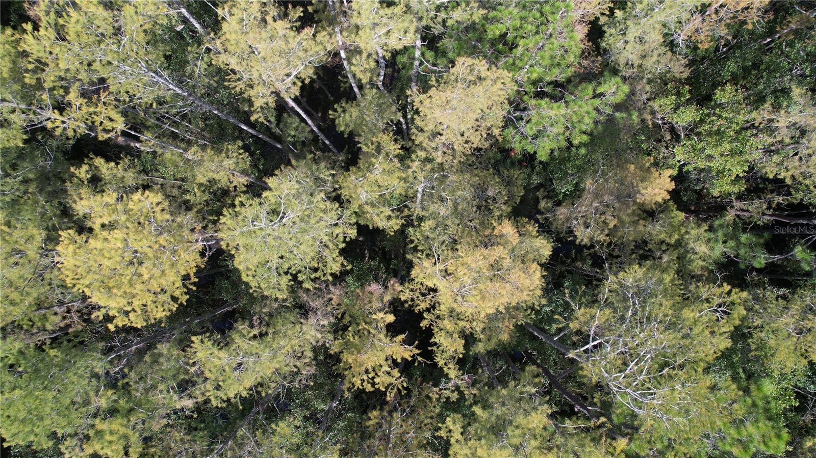 00 E HIGHWAY 316, FORT MC COY, FL — photo 15
