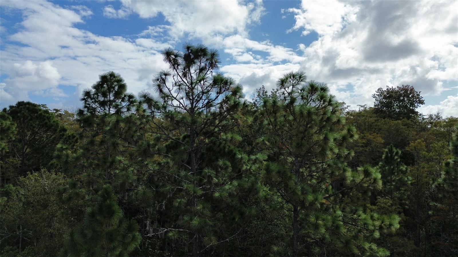 BASSETT AVE, ORLANDO, FL — photo 9