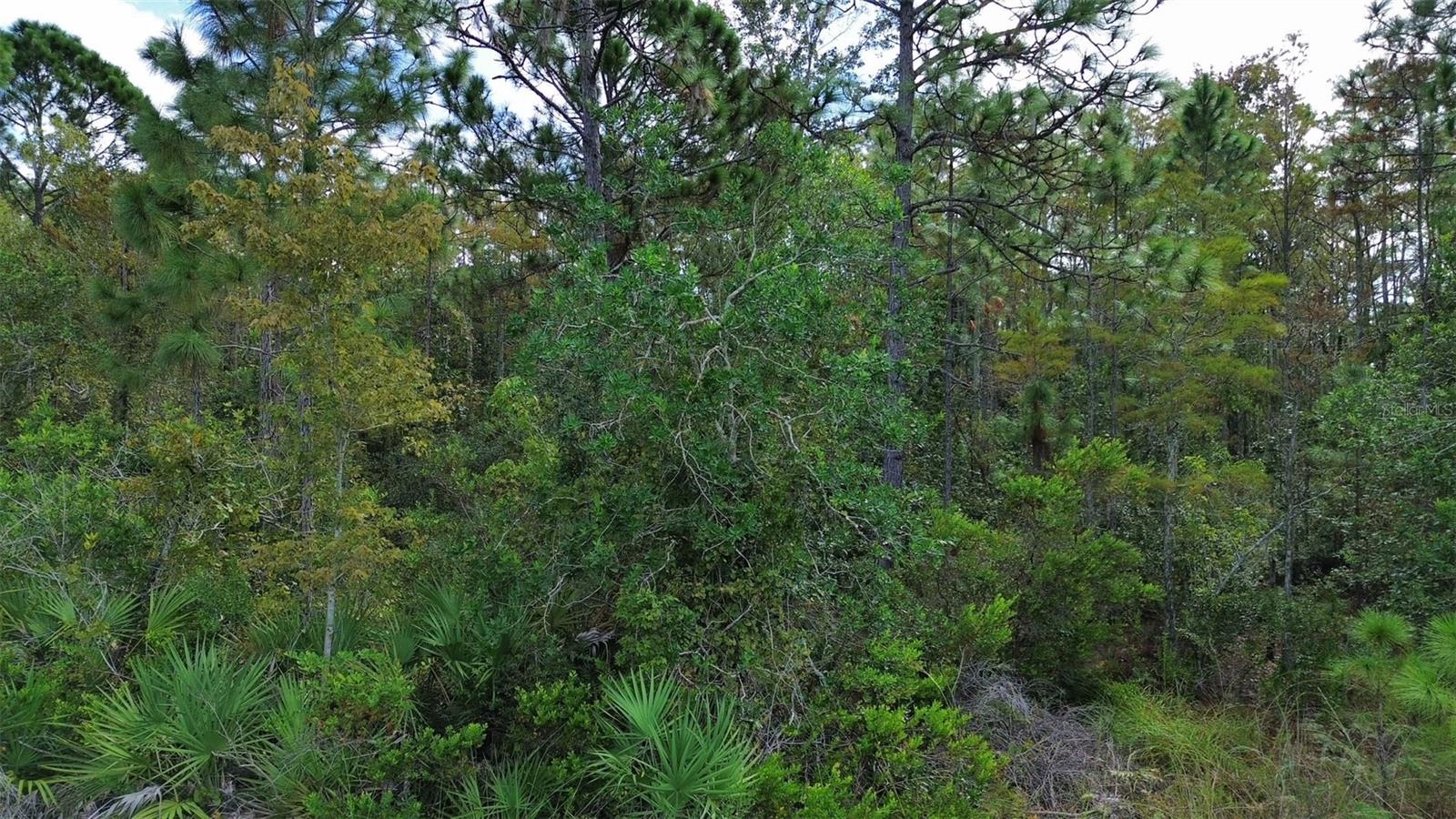 BASSETT AVE, ORLANDO, FL — photo 10