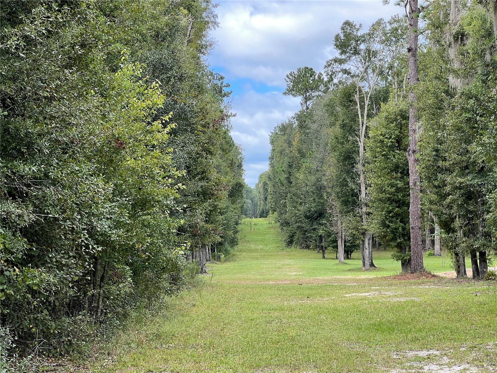 TBD NW 145TH AVE, WILLISTON, FL — photo 11