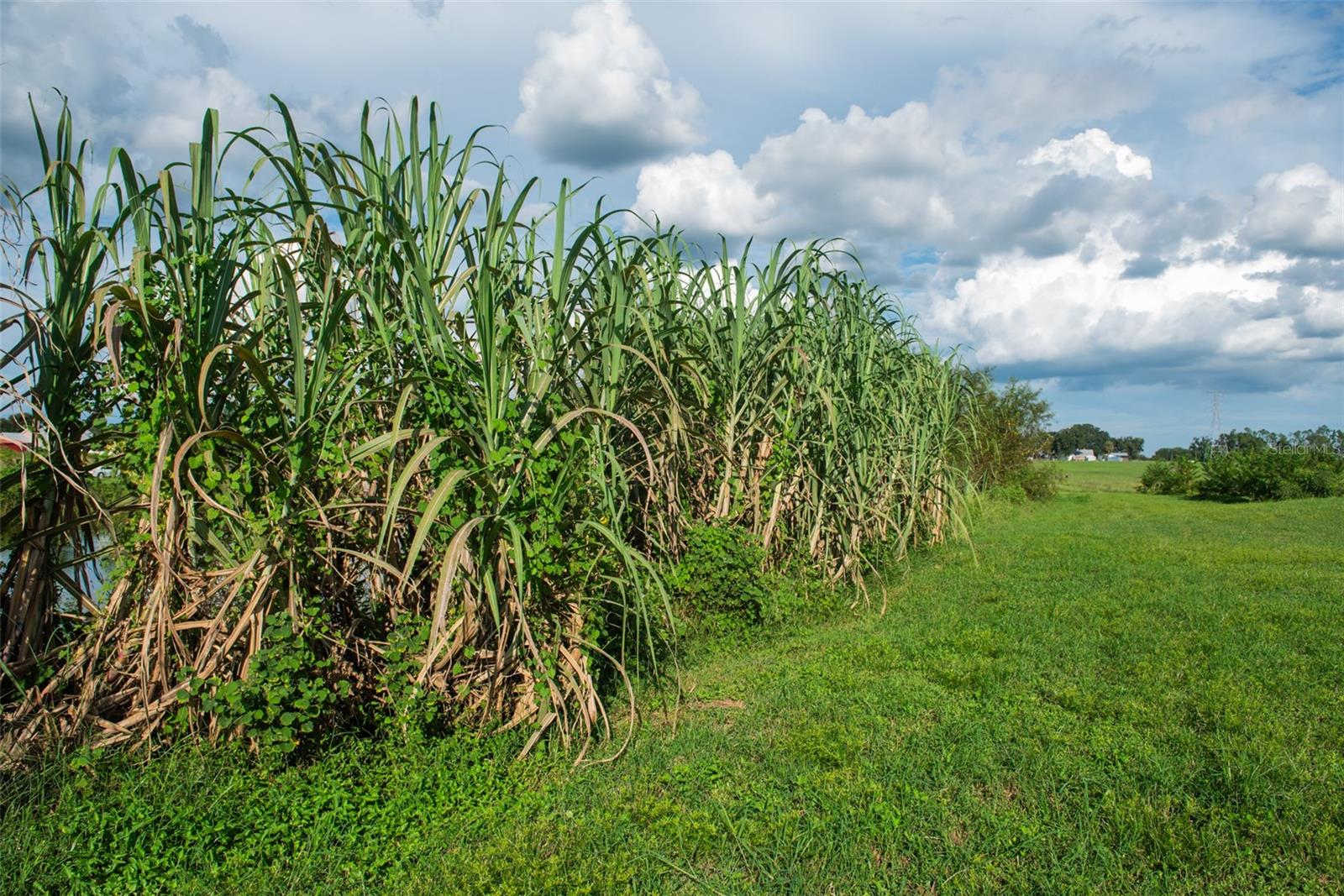 BLANTON ACRES RD, PLANT CITY, FL — photo 12