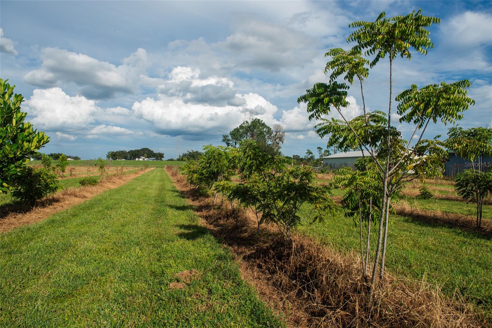 BLANTON ACRES RD, PLANT CITY, FL — photo 15