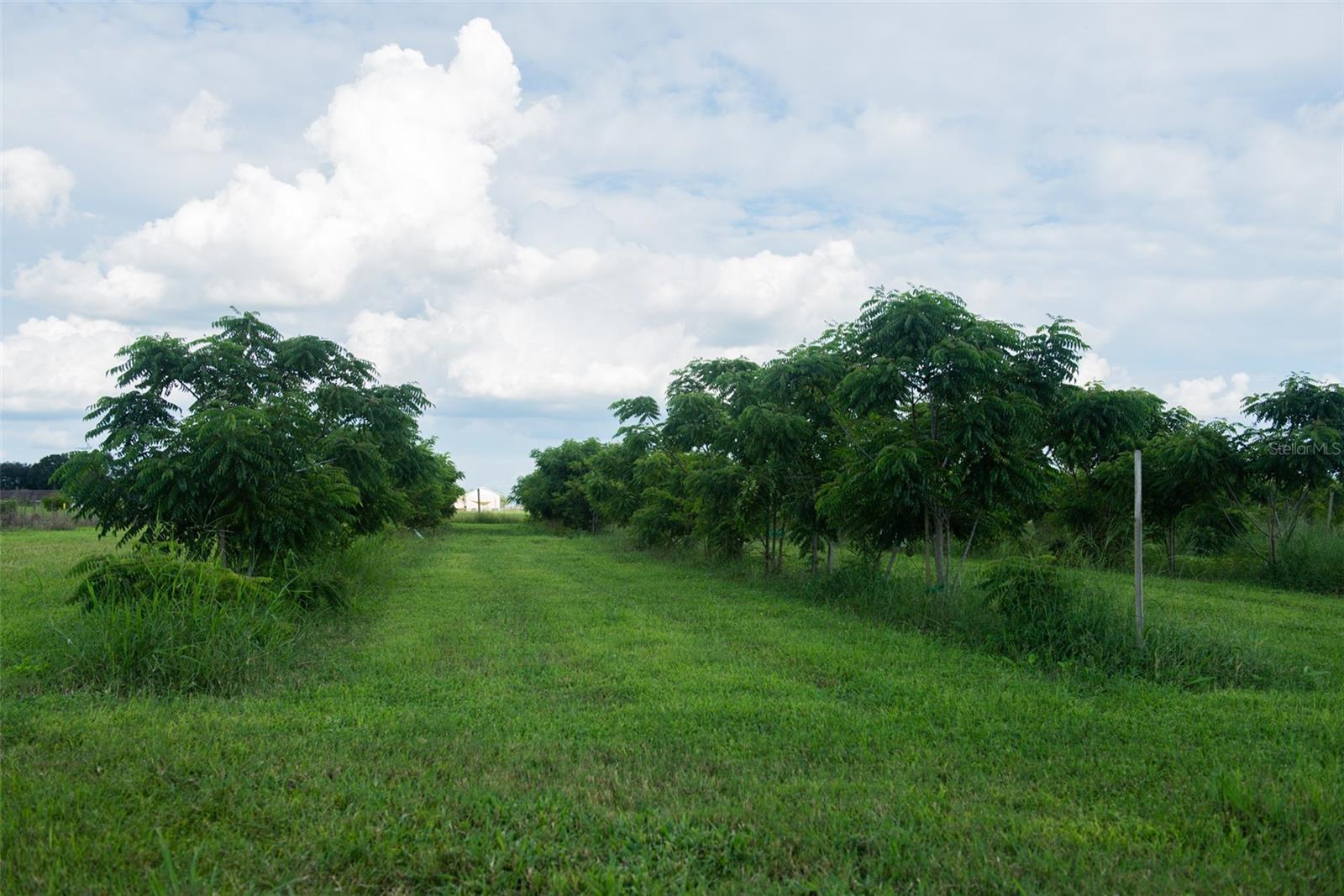 BLANTON ACRES RD, PLANT CITY, FL — photo 17
