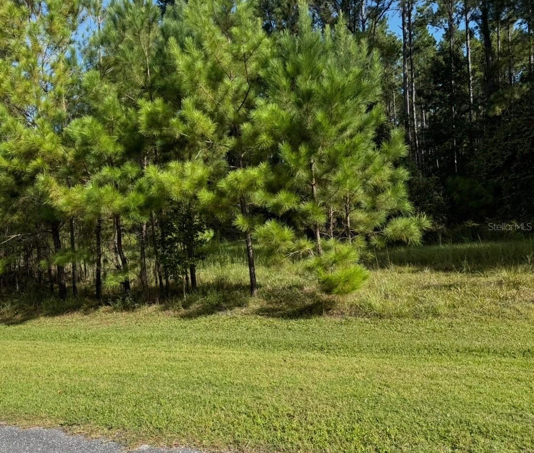 NW 148TH LN, WILLISTON, FL — photo 3