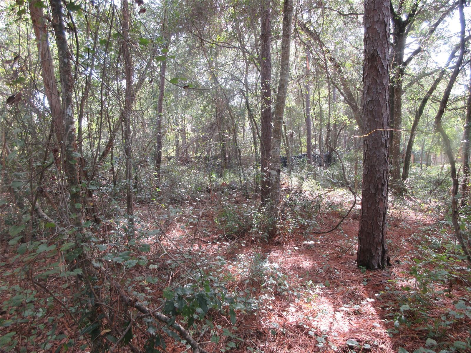 NE 171ST CT, SILVER SPRINGS, FL — photo 6