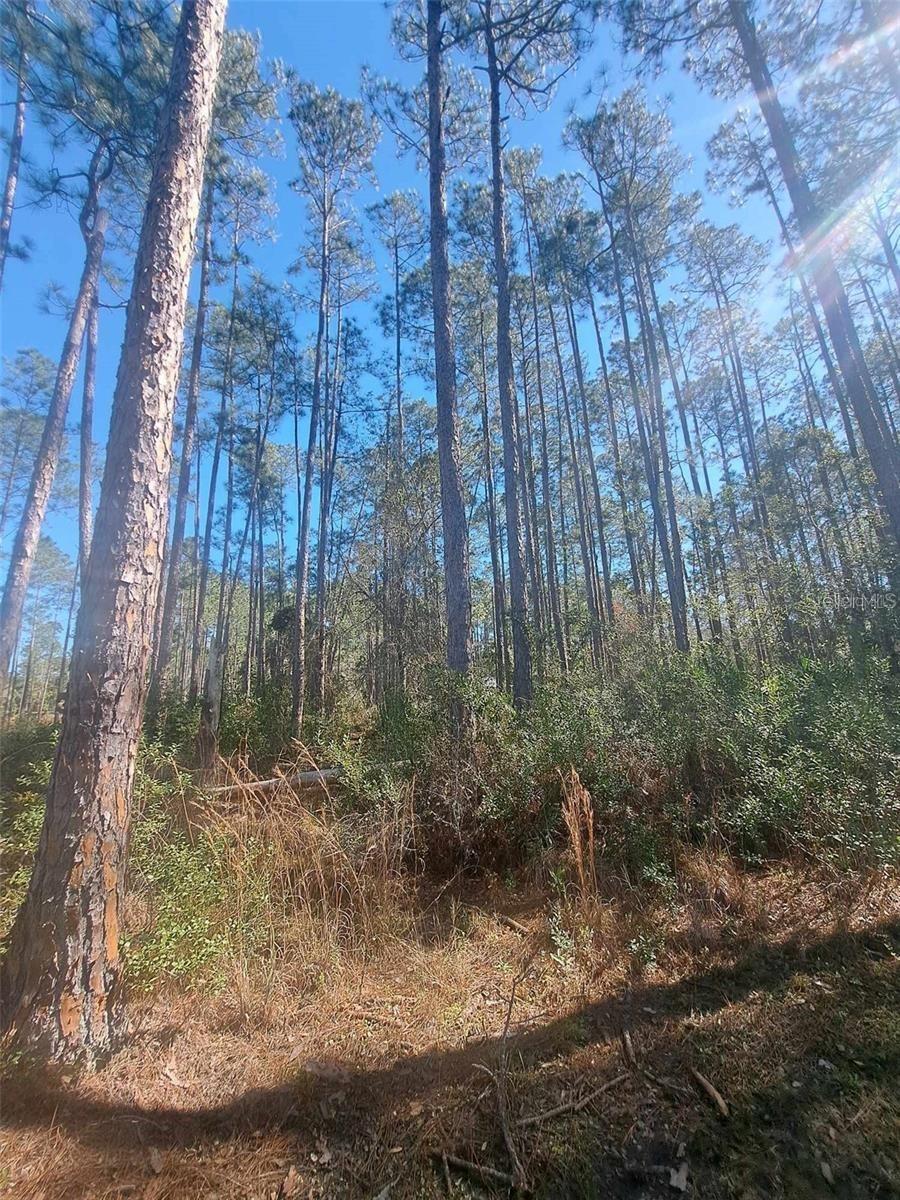 5146 LIME AVE, BUNNELL, FL — photo 2