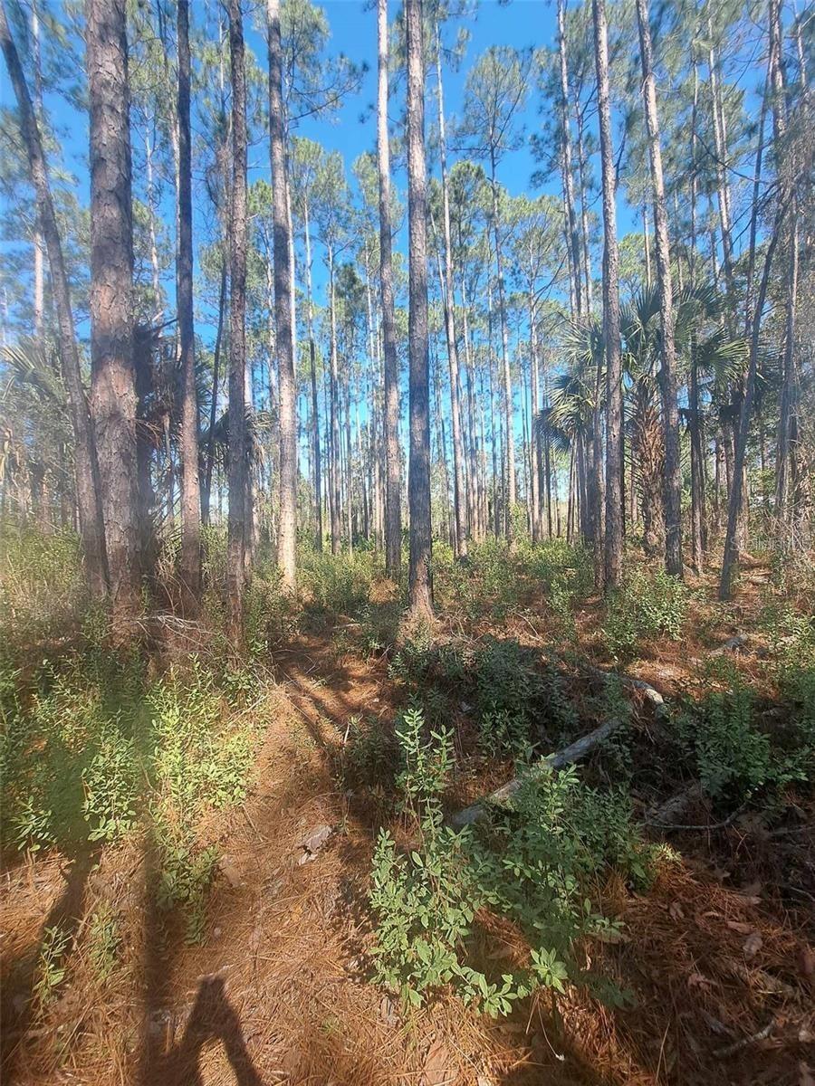 5146 LIME AVE, BUNNELL, FL — photo 3