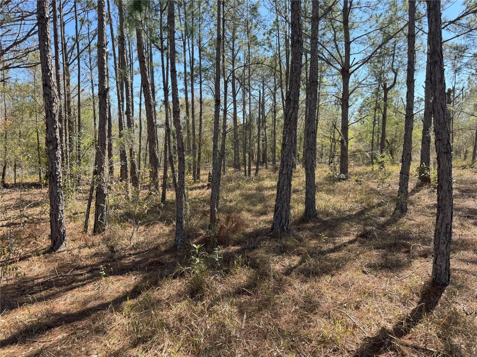 0 LAKE BUFFUM RD, LAKE WALES, FL — photo 19