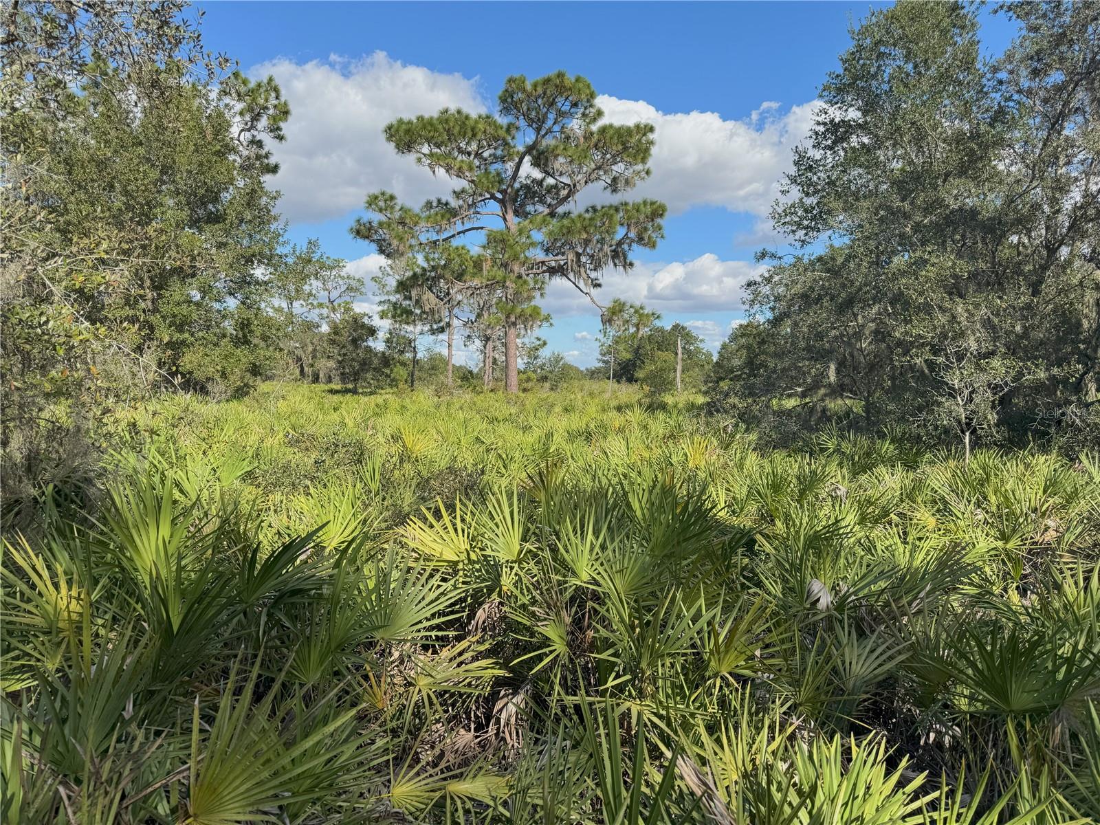0 ALTURAS BABSON PARK CUT OFF RD, BARTOW, FL — photo 6