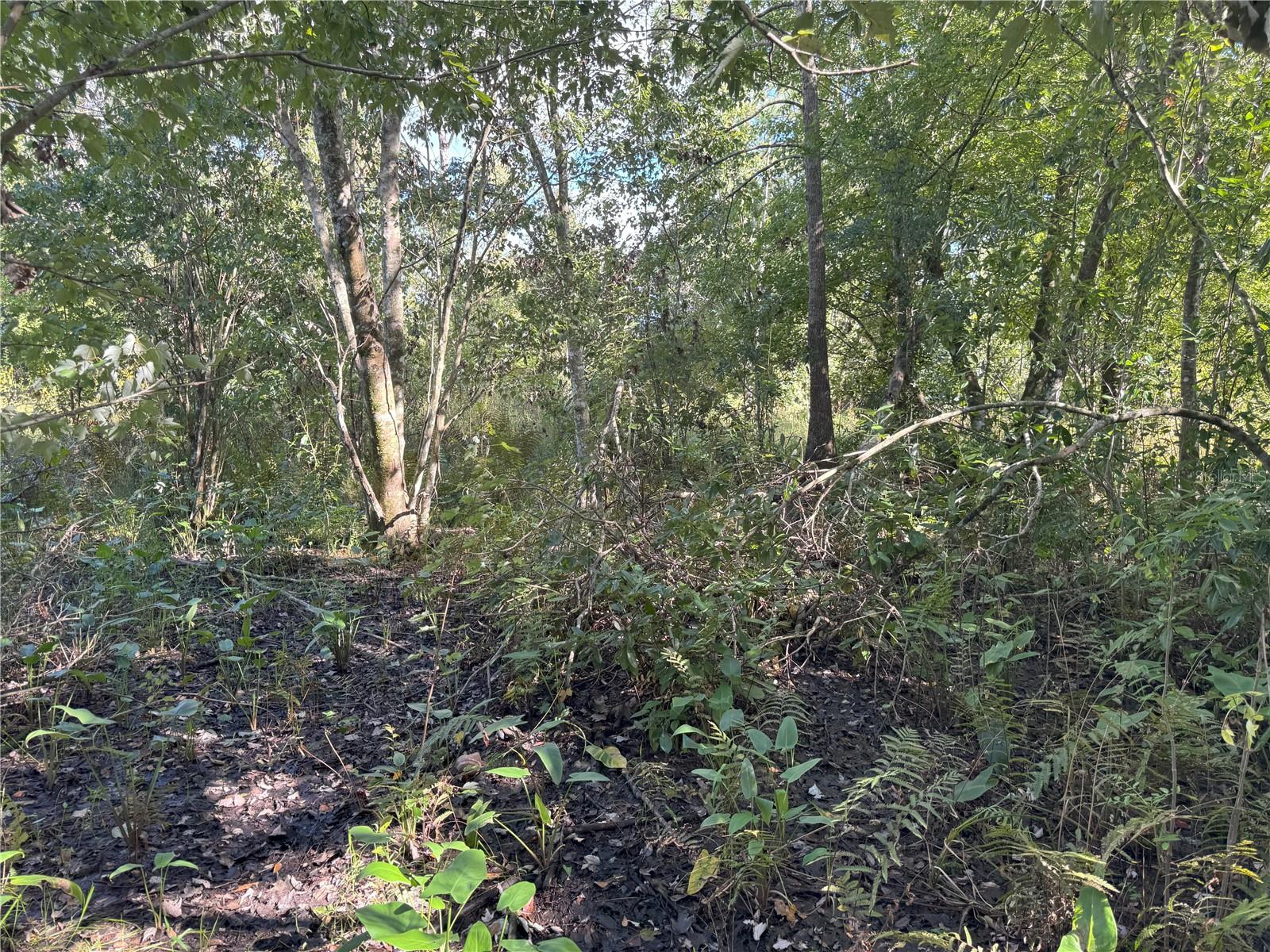 0 ALTURAS BABSON PARK CUT OFF RD, BARTOW, FL — photo 17