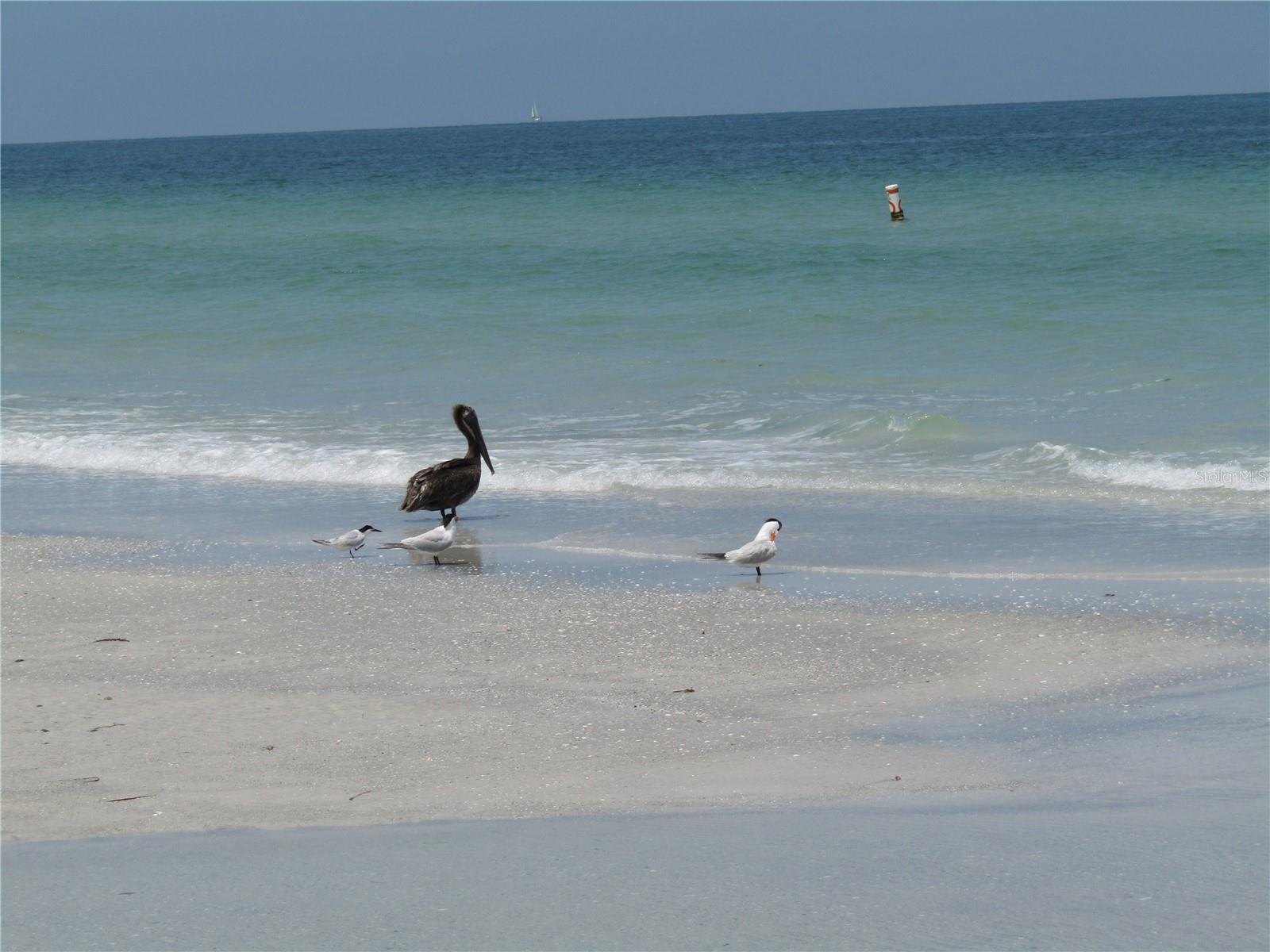 1400 GULF BLVD #204, CLEARWATER BEACH, FL — photo 41