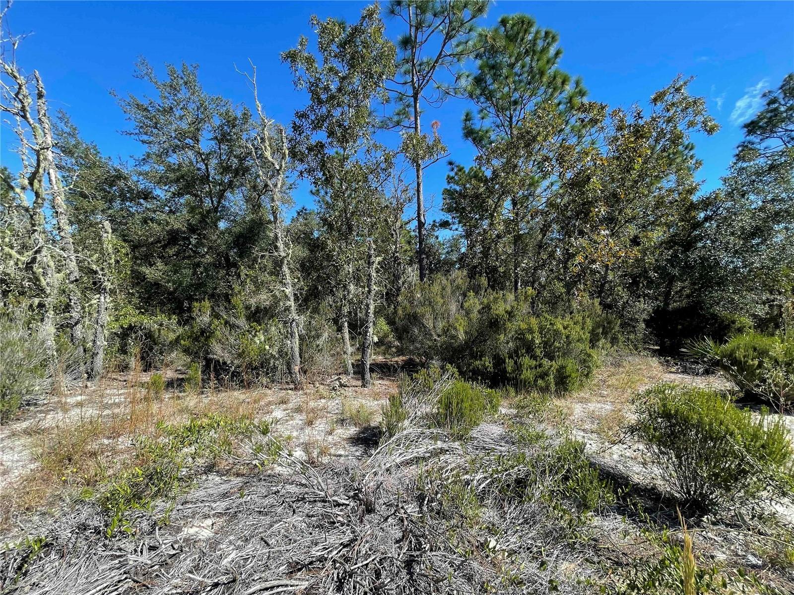TBD NE HIGHWAY 27 ALT, BRONSON, FL — photo 5