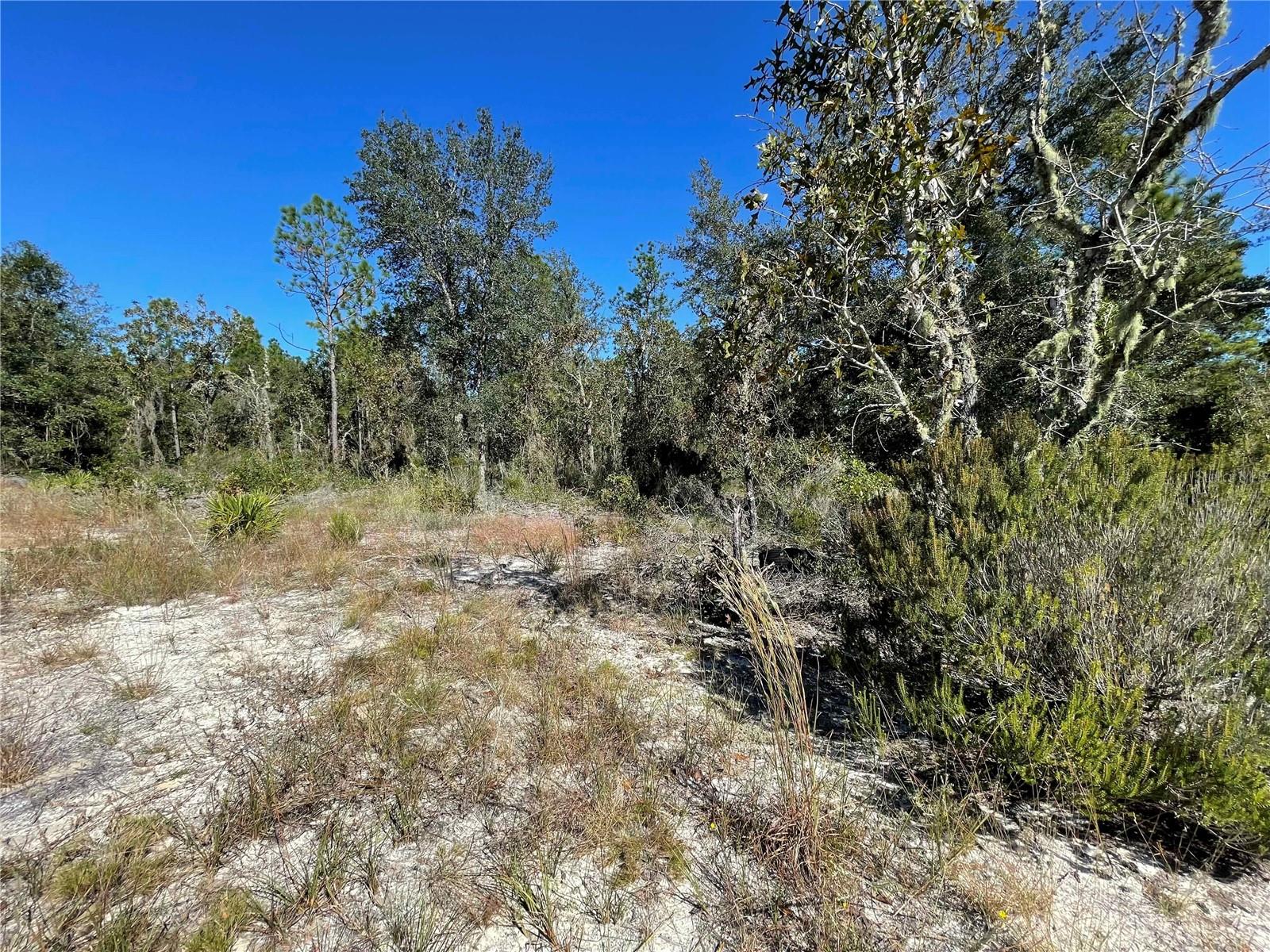 TBD NE HIGHWAY 27 ALT, BRONSON, FL — photo 6