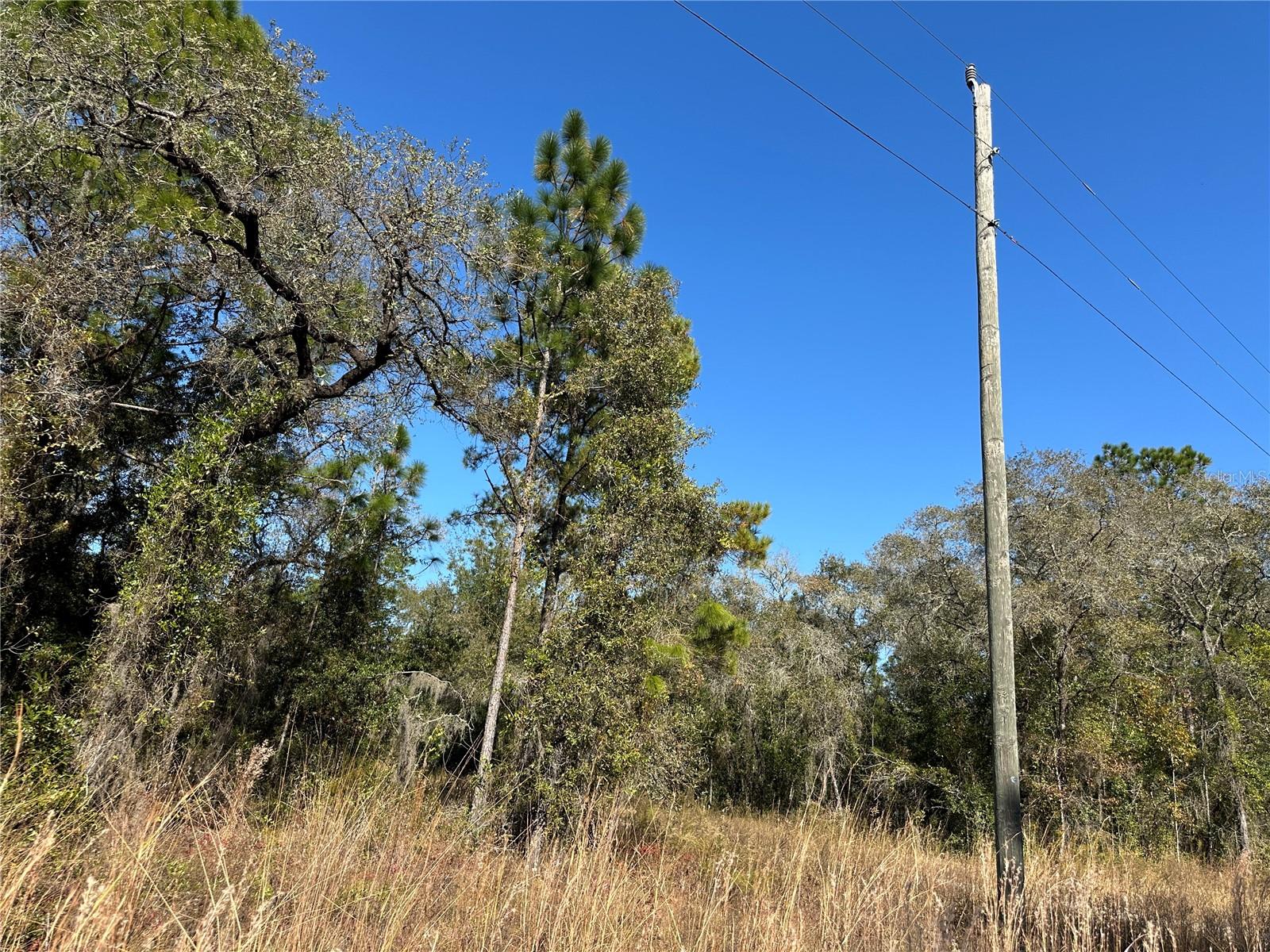 TBD NE 15TH ST, WILLISTON, FL — photo 7